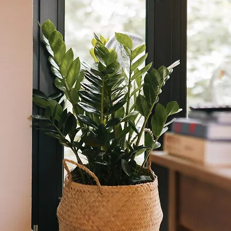 Gemuetliche Lejlighed Ostseebad Kühlungsborn