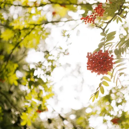 Gemuetliche Lejlighed Ostseebad Kühlungsborn