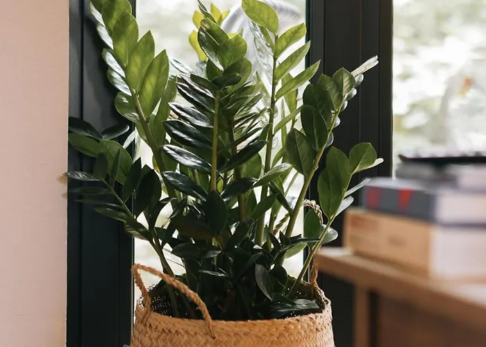 Gemuetliche Apartamento Ostseebad Kühlungsborn