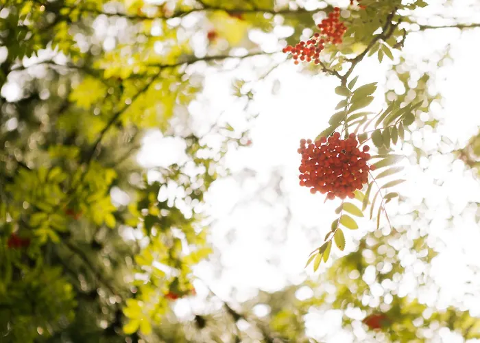 Gemuetliche Apartamento Ostseebad Kühlungsborn
